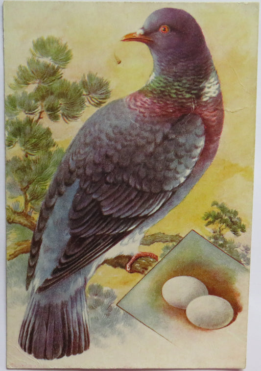 Vintage Postcard of a "Wood Pigeon" Aquarette Raphael Tuck & Sons