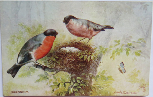 Vintage Postcard of a "Bullfinches" By Maude Scrivener British Birds Series III