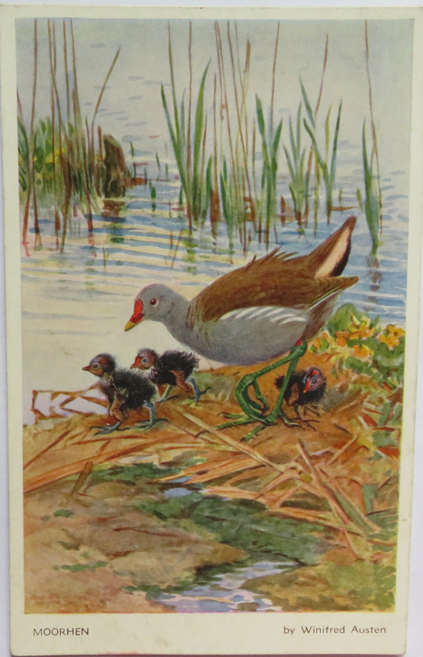 Vintage Postcard of a "Moorhen" By Winifred Austen Bird Series