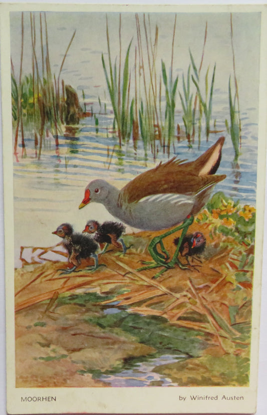 Vintage Postcard of a "Moorhen" By Winifred Austen Bird Series