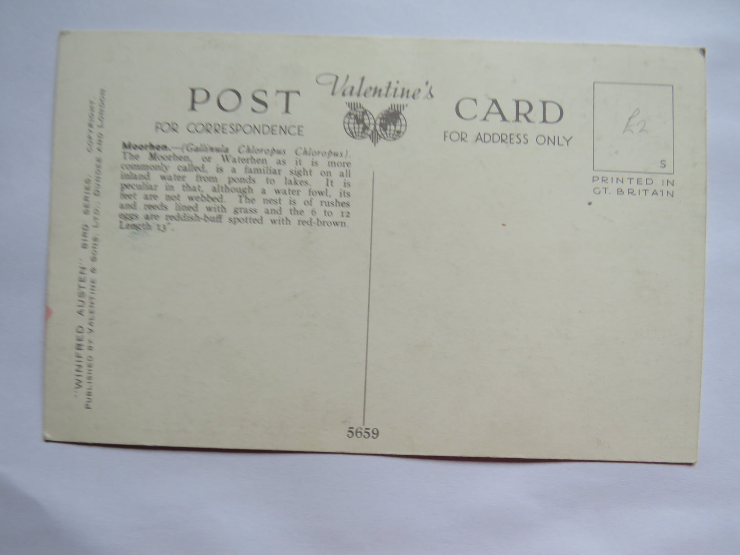 Vintage Postcard of a "Moorhen" By Winifred Austen Bird Series