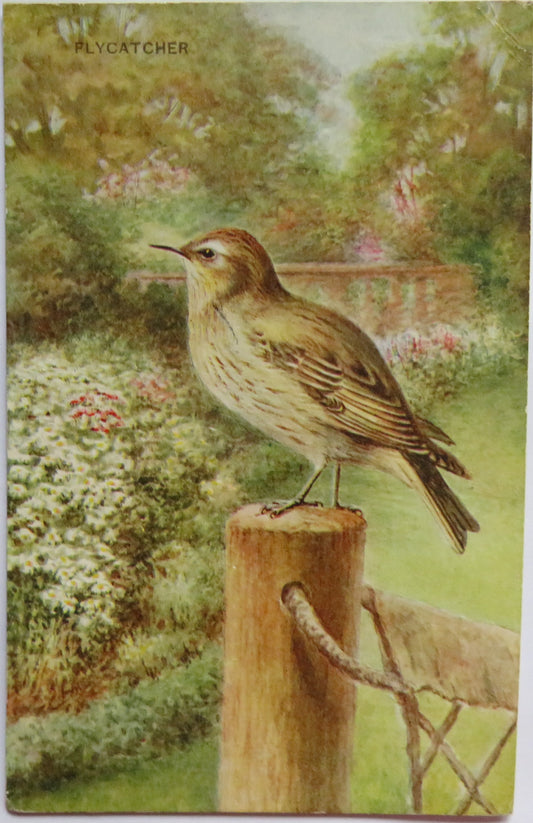 Vintage Postcard of a "Flycatcher"