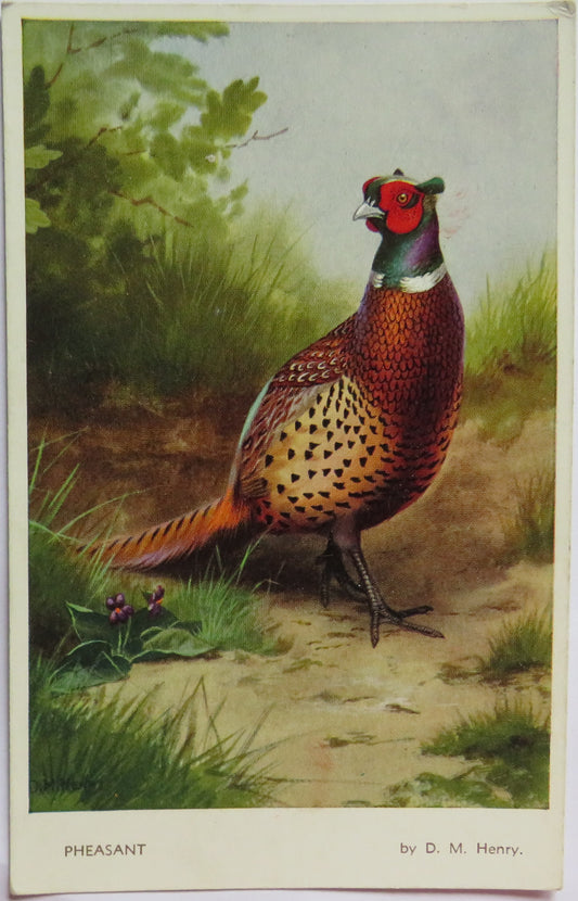Vintage Postcard of a "Pheasant" By D.M. Henry Game Bird Series Valentine &amp; Sons