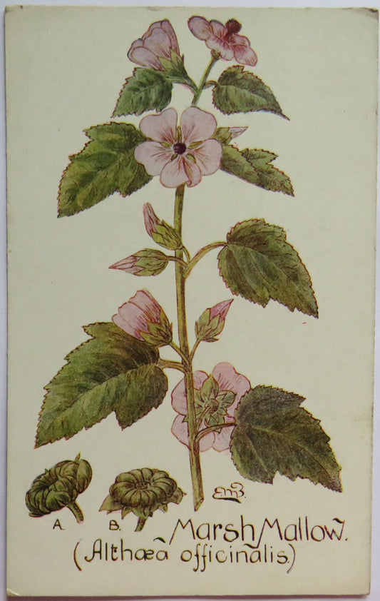 Vintage Postcard of Marsh Mallow (Althaea Officinalis) British Herb Flowers