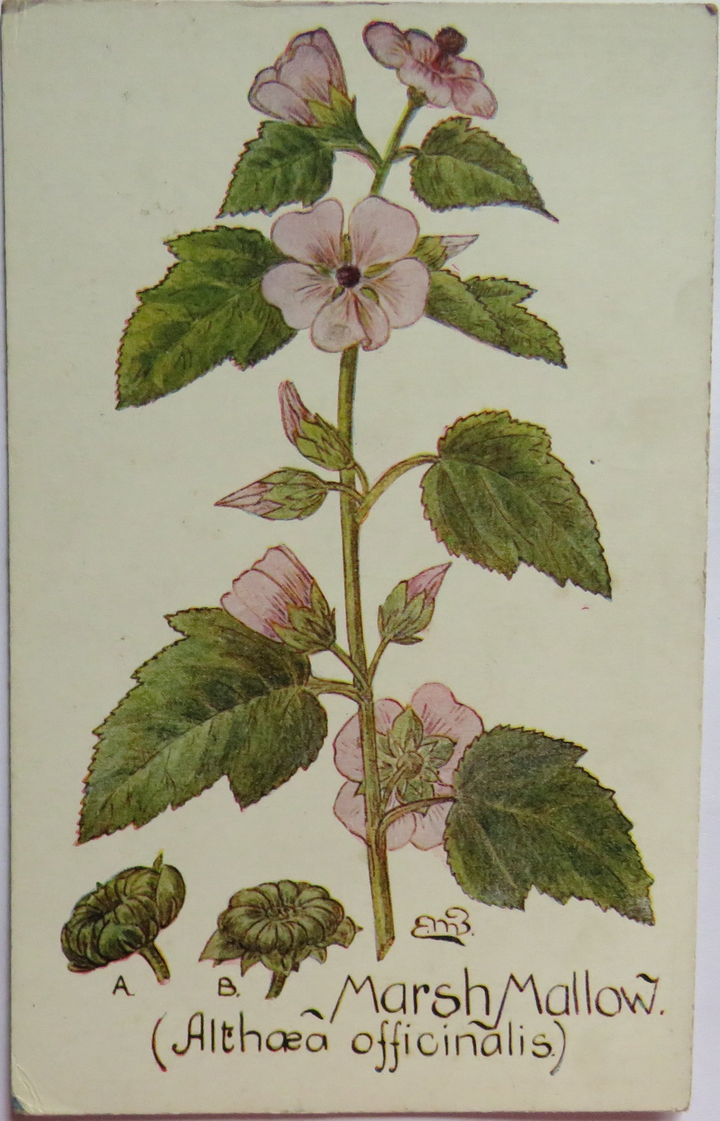 Vintage Postcard of Marsh Mallow (Althaea Officinalis) British Herb Flowers