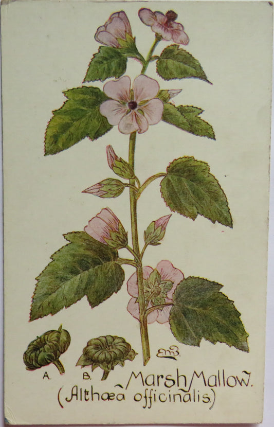 Vintage Postcard of Marsh Mallow (Althaea Officinalis) British Herb Flowers