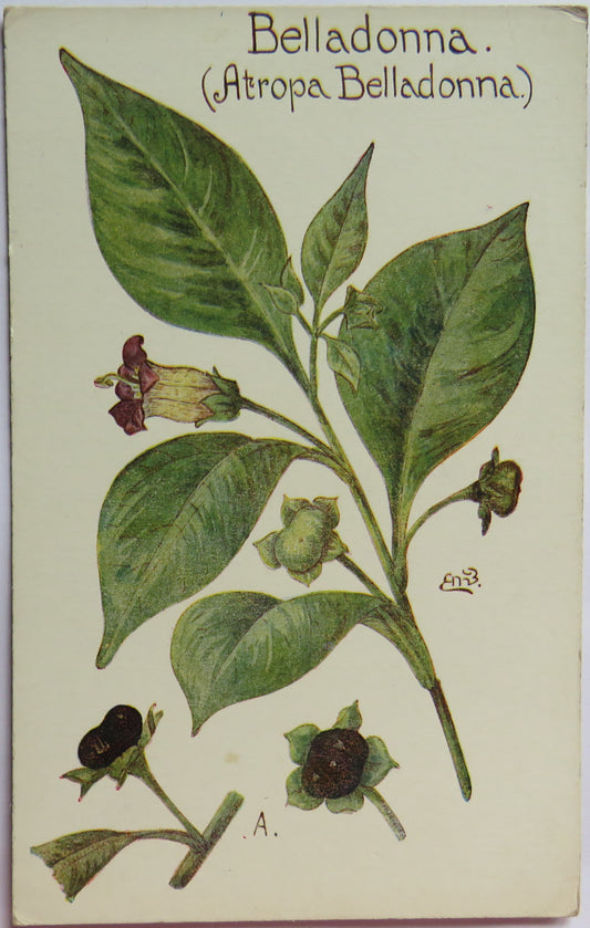 Vintage Postcard of Belladonna (Atropa Belladonna) British Herb Flowers
