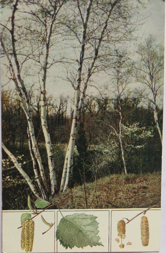Vintage Postcard of The Silver Birch (Betula Alba)