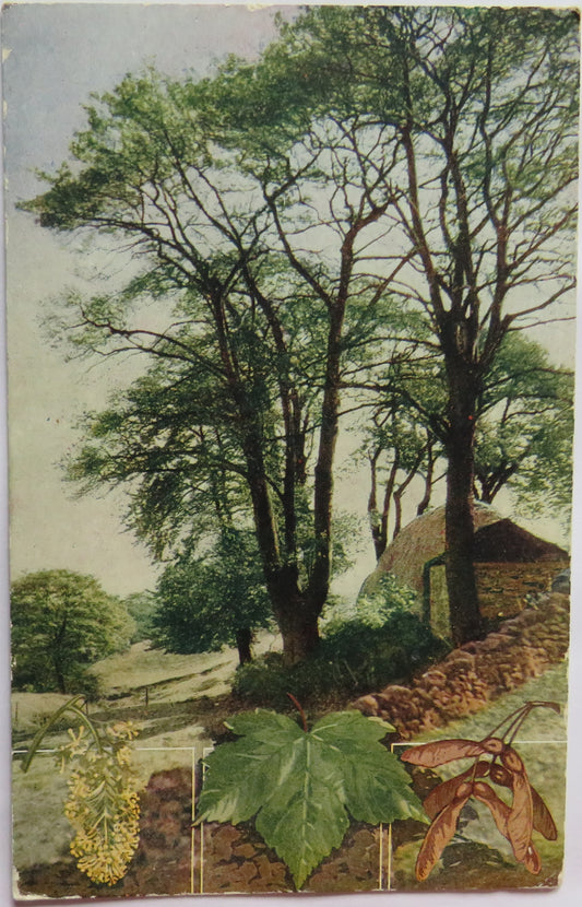 Vintage Postcard of The Sycamore (Acer Pseudo-Pistanus)