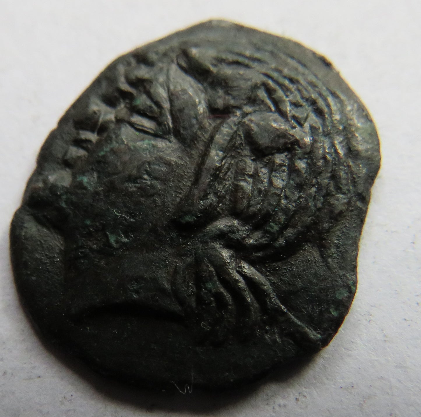 Ancient Greek City Panticapaeum "ΠAN"Reverse Coin