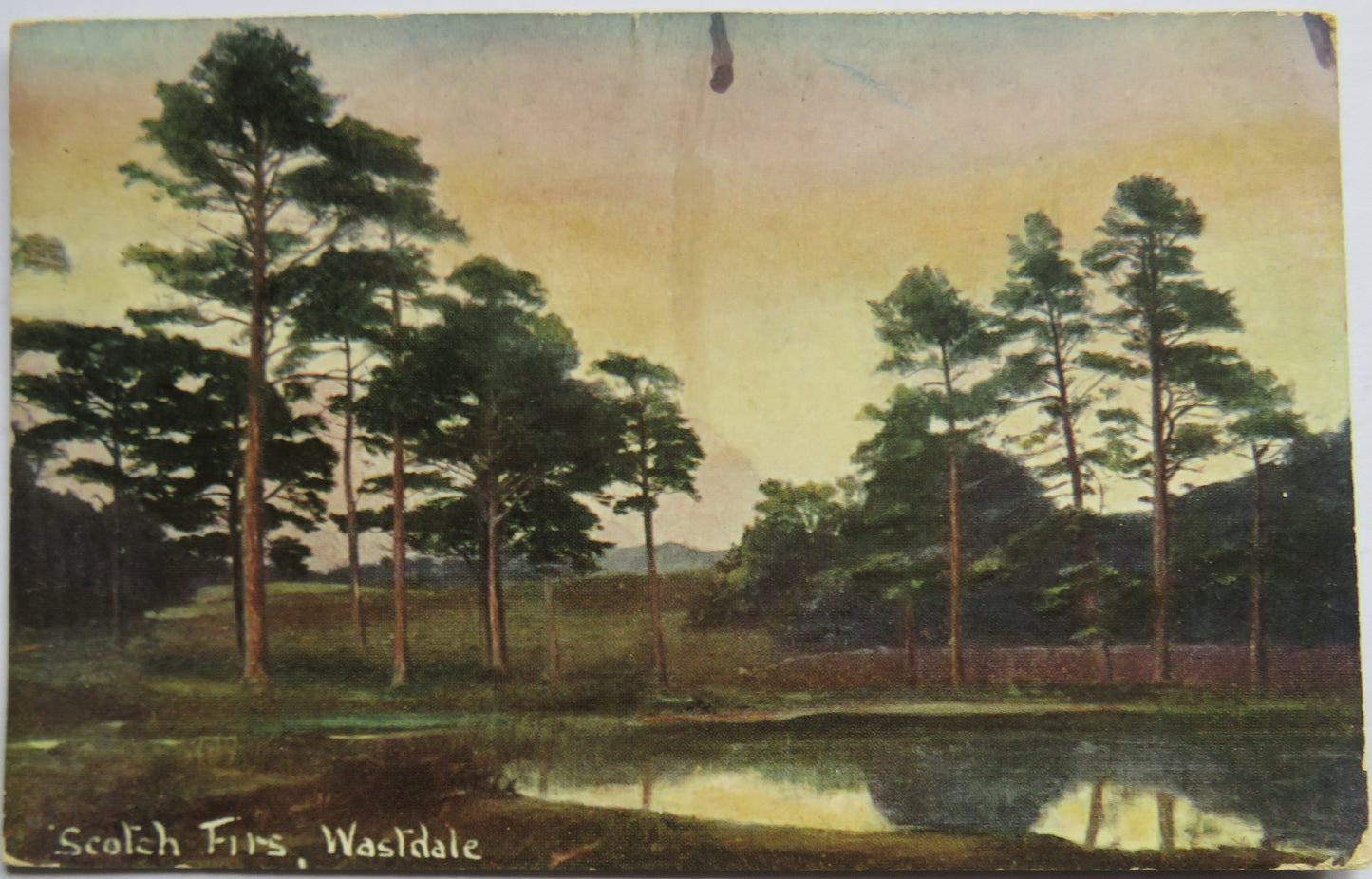 Vintage Postcard of Scotch Firs, Wastdale 1905