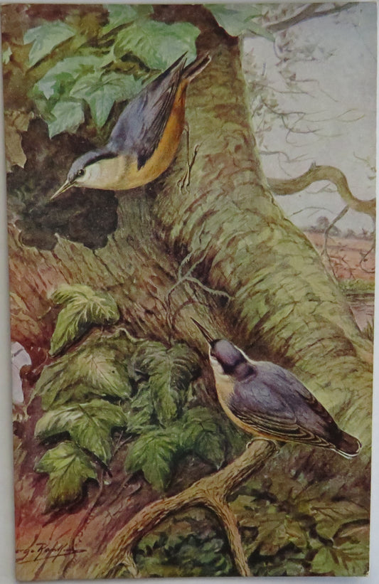 Vintage Bird Postcard Of "Nut Hatchers"