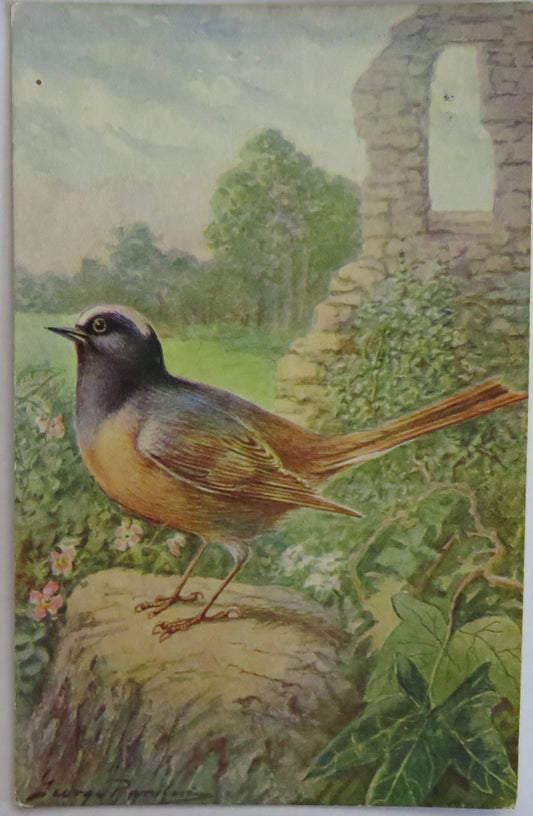 Vintage Bird Postcard Of a "Redstart"