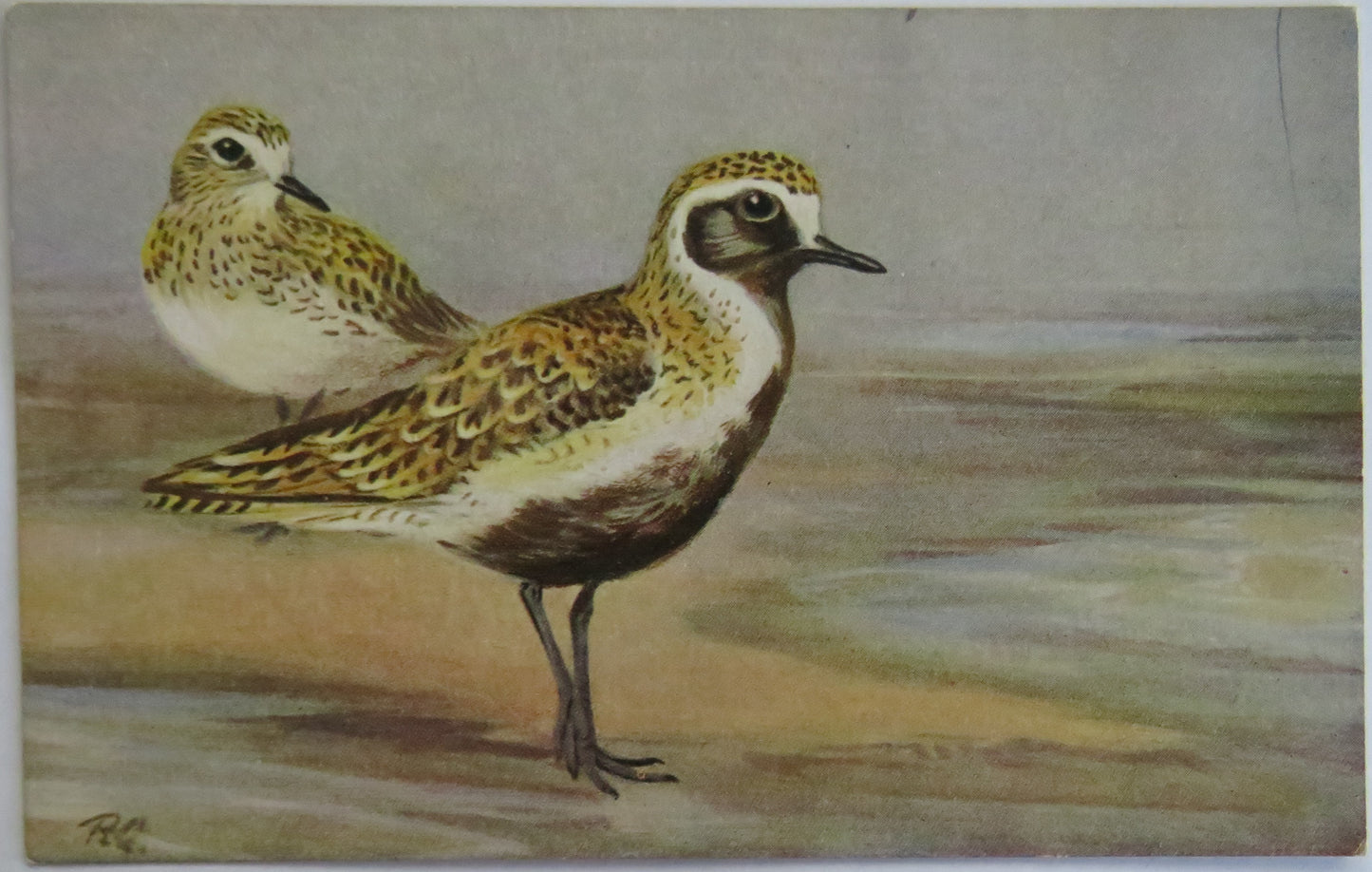 Vintage Bird Postcard Of "Golden Plover"