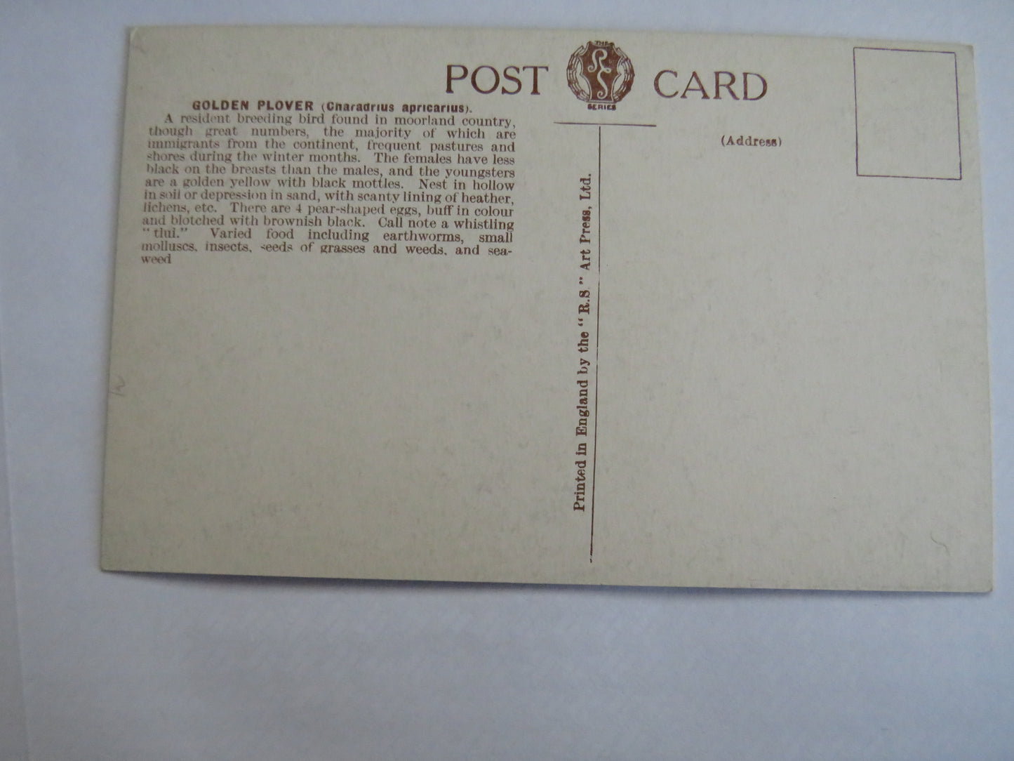 Vintage Bird Postcard Of "Golden Plover"