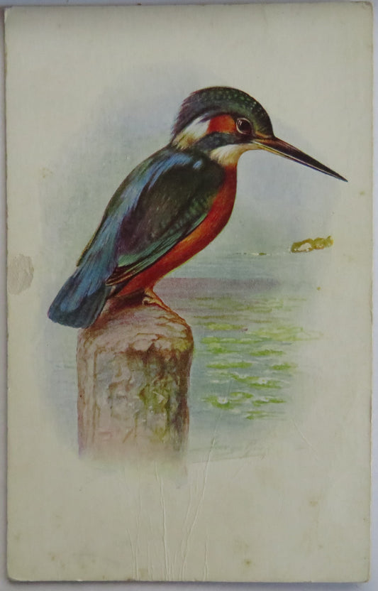 Vintage Bird Postcard Of "Kingfisher" Game Birds Series