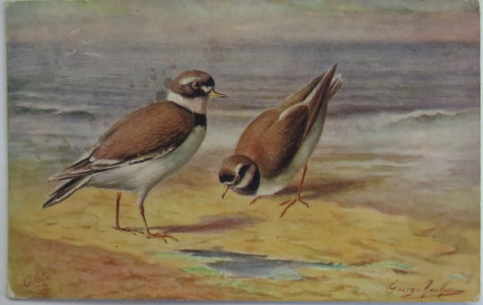 Vintage Bird Postcard Of "Ringed Plover" Game Birds Series