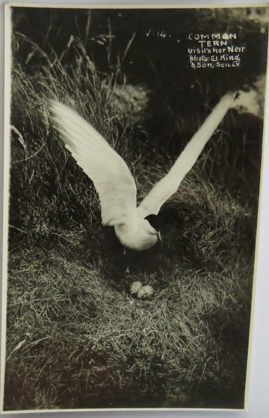 Vintage Bird Postcard Of "Common Tern"&nbsp;