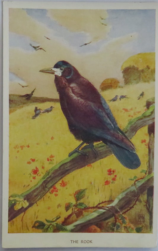 Vintage Bird Postcard Of "The Rook" "Winfred Austen" Bird Series