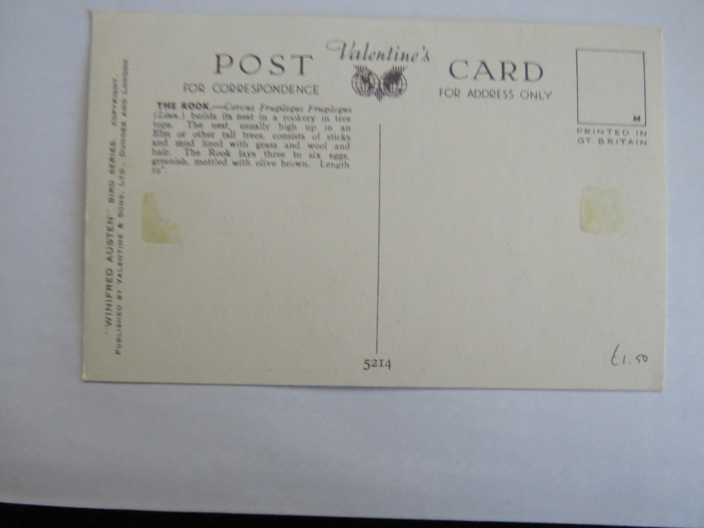 Vintage Bird Postcard Of "The Rook" "Winfred Austen" Bird Series