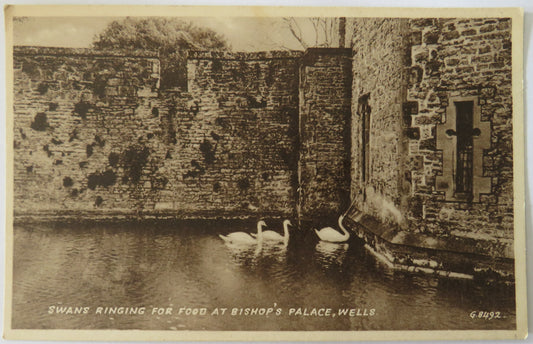 Vintage Postcard of Swans Riging for Food at Bishop's Palace, Wells