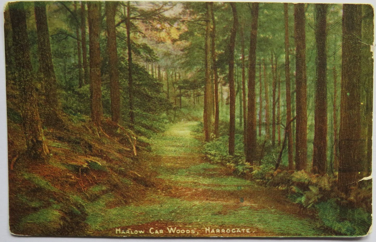 Vintage Postcard of Harlow Car Woods, Harrogate, 1905