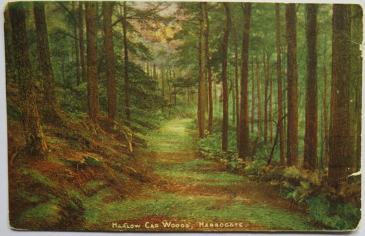 Vintage Postcard of Harlow Car Woods, Harrogate, 1905