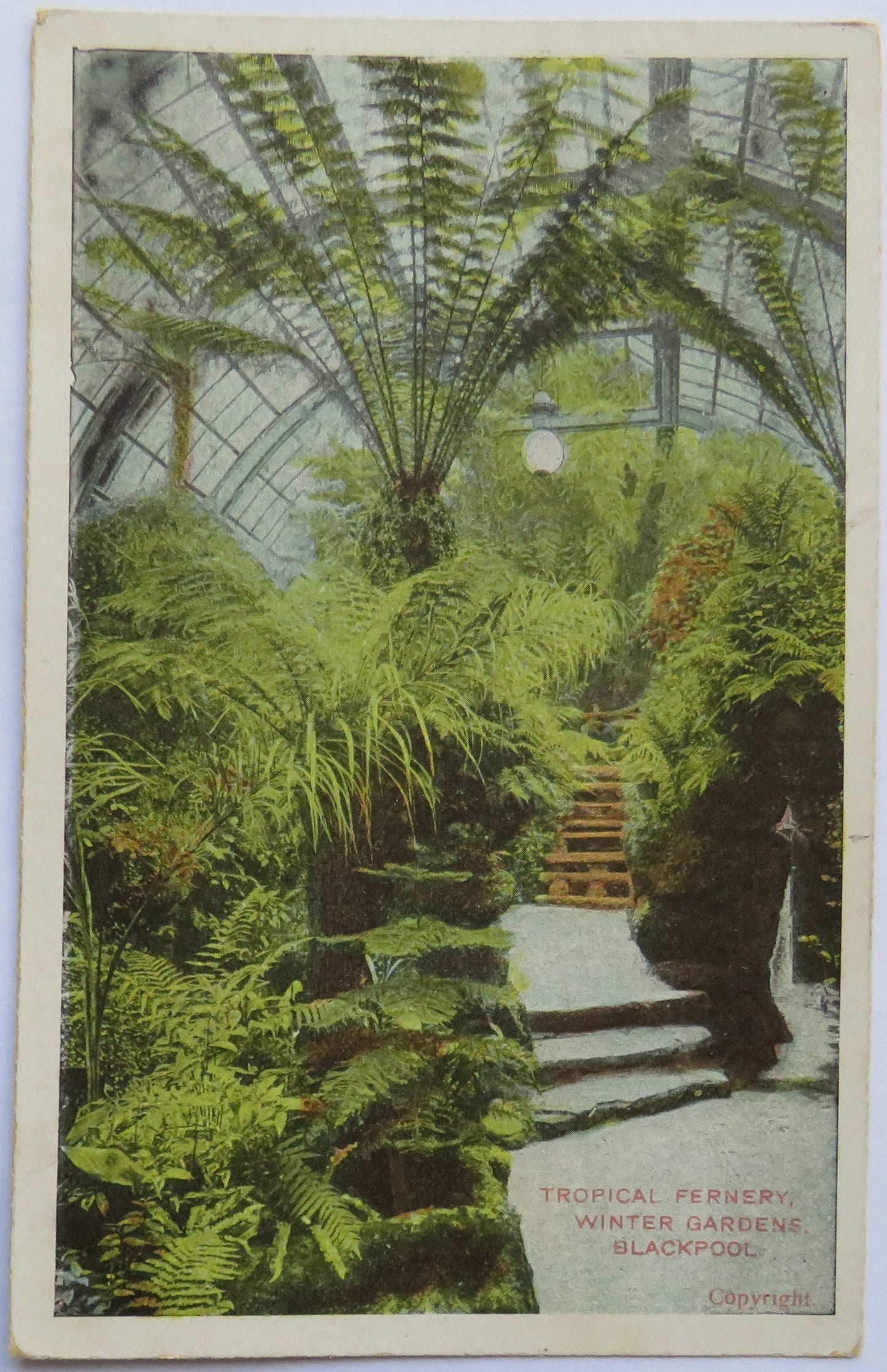 Vintage Postcard of Tropical Fernery, Winter Gardens, Blackpool