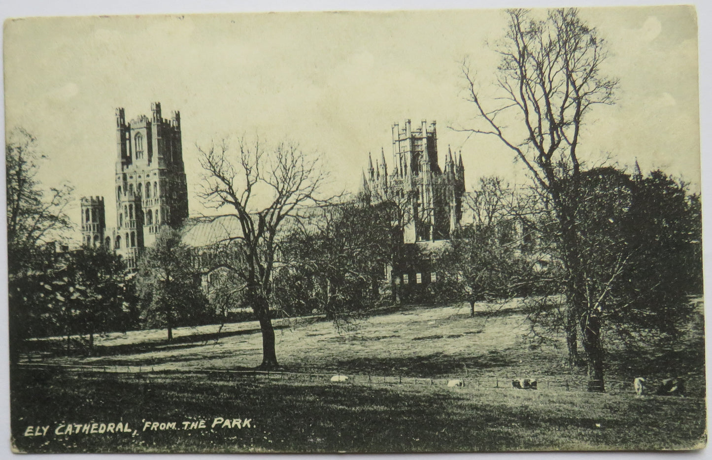 Vintage Postcard of Ely Cathedral, from the Park