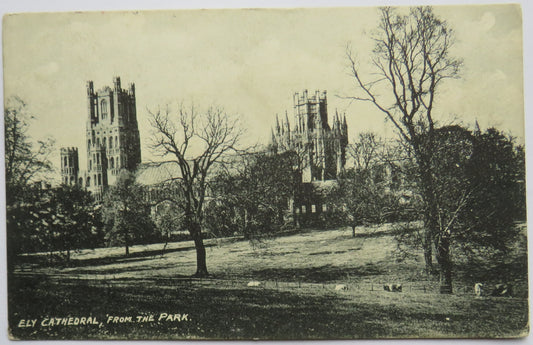 Vintage Postcard of Ely Cathedral, from the Park