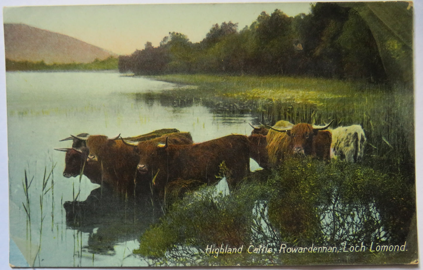 Vintage Postcard of Highland Cattle, Rowardennan, Loch Lomond