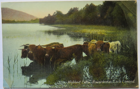 Vintage Postcard of Highland Cattle, Rowardennan, Loch Lomond