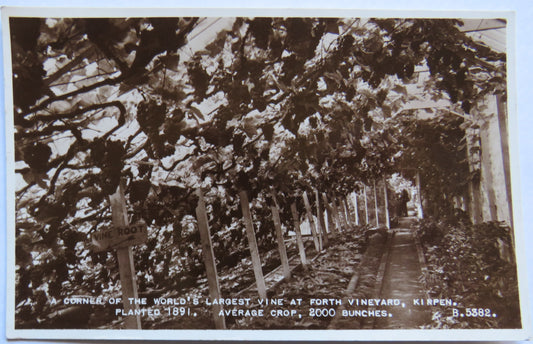 Vintage Postcard of Forth Vineyard, Kippen