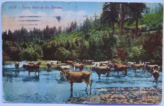 Vintage Postcard of Dairy Herd at the Stream