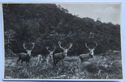 Vintage Postcard of Monarch Of The Glen 1952