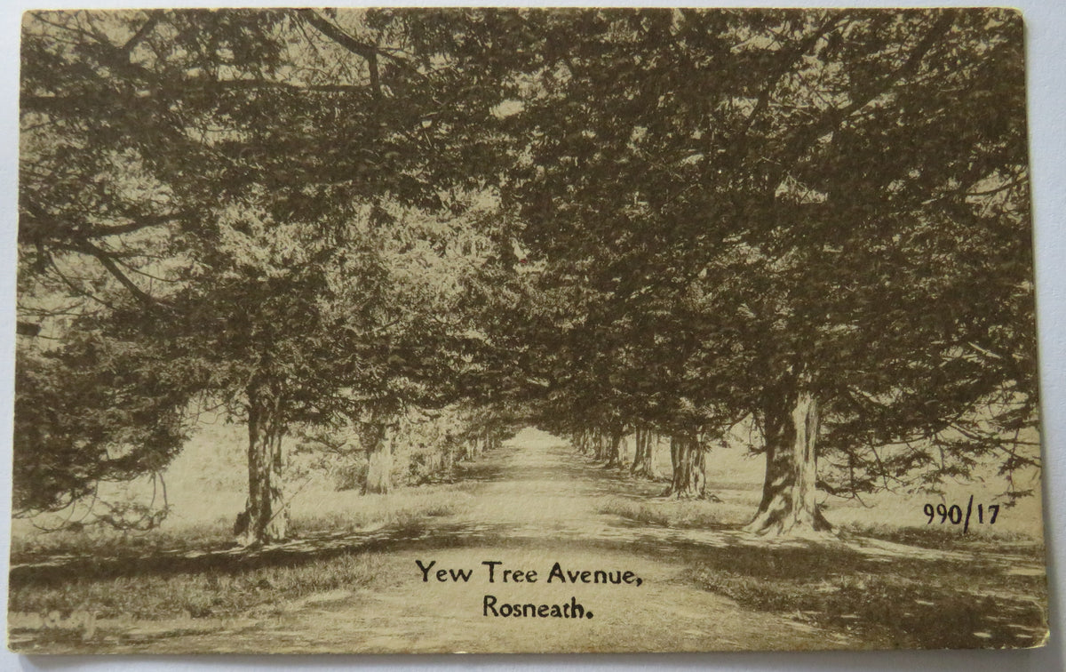 Vintage Postcard of Yew Tree Avenue, Rosneath, W R & S Reliable Series