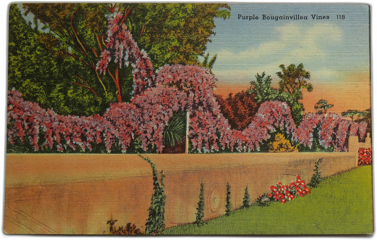 Vintage Postcard of Purple Bougainvillea Vines, Florida