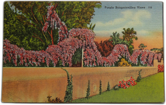 Vintage Postcard of Purple Bougainvillea Vines, Florida
