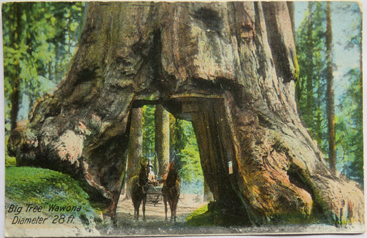 Vintage Postcard of Big Tree "Wawona" Diameter 28 ft