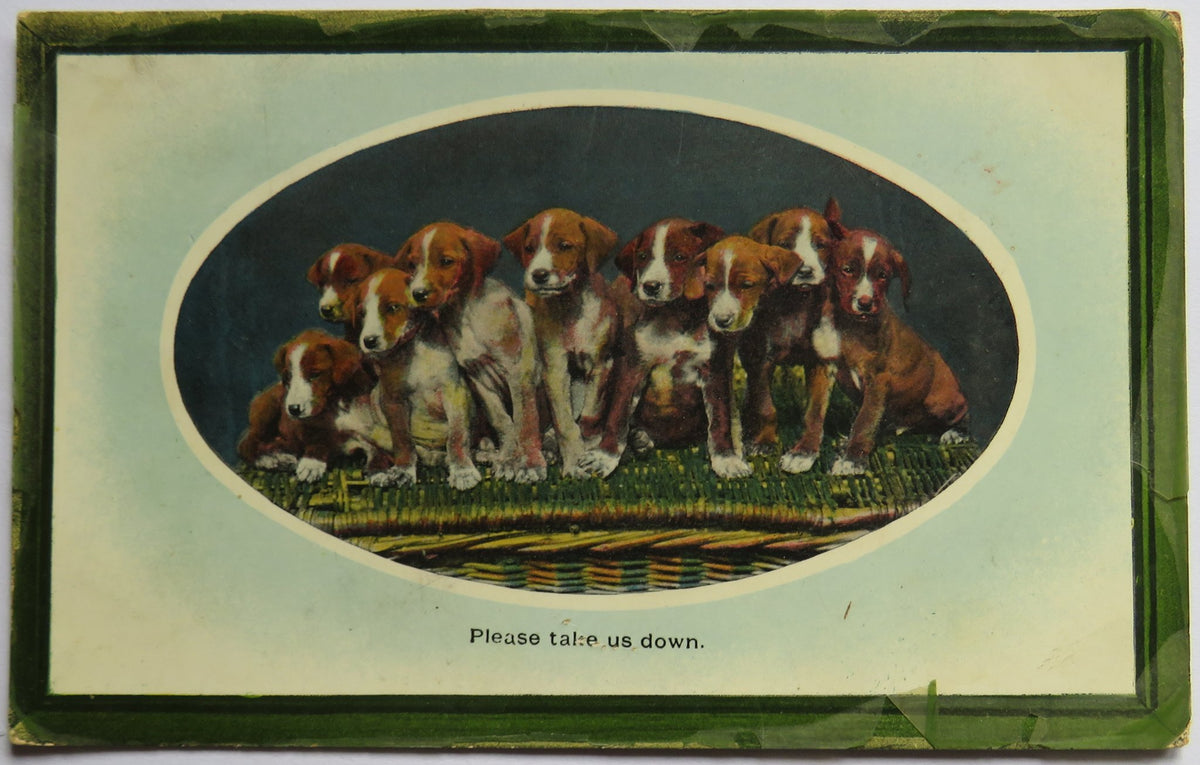Vintage Postcard of "Please Take Us Down" - Cute Dog Postcard