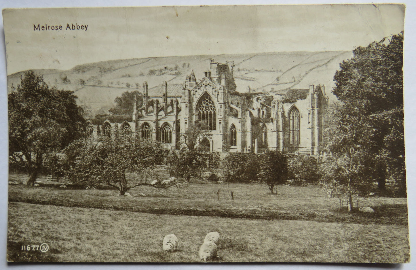 Vintage Postcard of Melrose Abbey