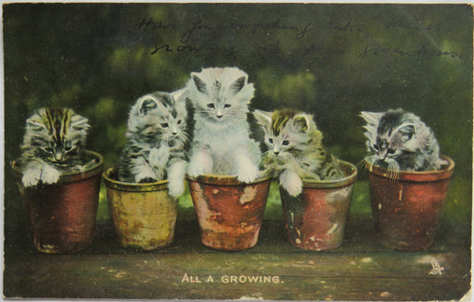 Vintage Postcard of Cats In Plant Pots "All a Growing" 1906