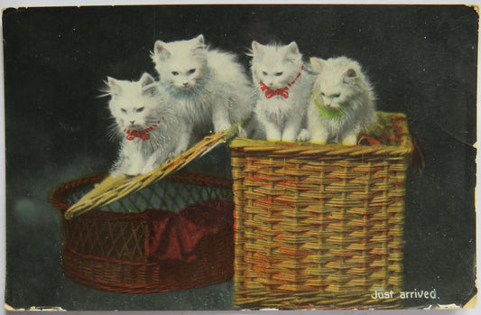 Vintage Postcard of Cats In Basket "Just Arrived"
