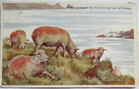 Vintage Postcard of Sheep Coloured by the Rich Red Soil of Devon, 1926