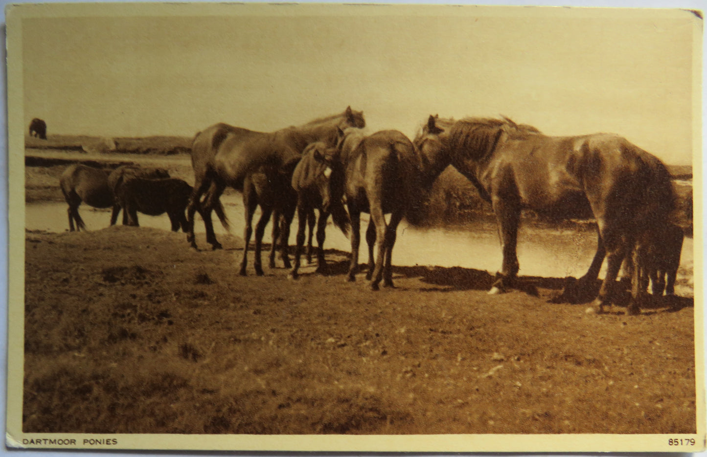 Vintage Postcard of Dartmoor Ponies