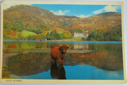 Vintage Postcard of Loch Achray - Highland Cow